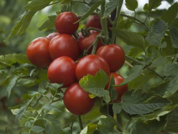 De vanligaste Sedek tomaterna