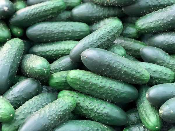Kenmerken van Serpentine komkommers