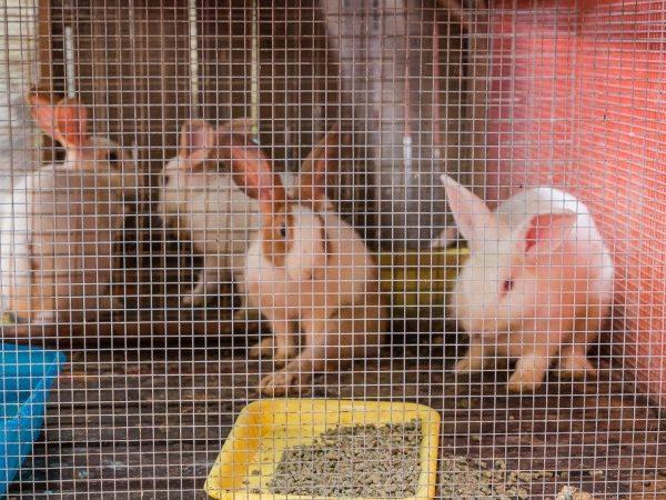 Устройство клетки для кроликов