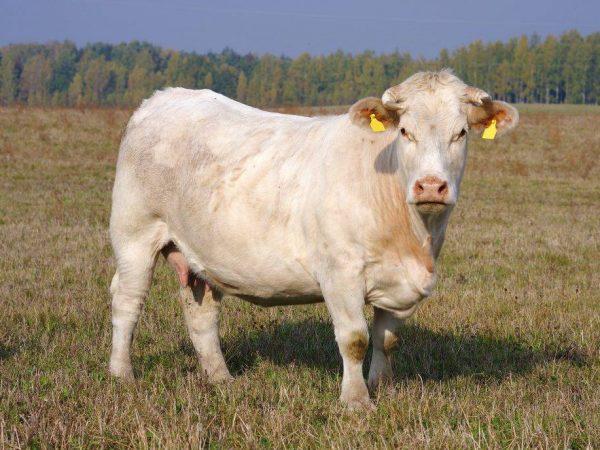 Порода коров Шароле