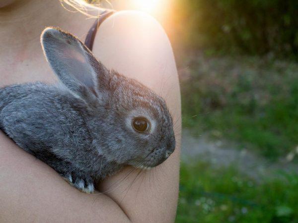 Как ухаживать за кроликом Шиншиллой