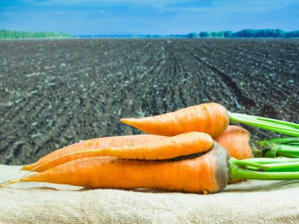 Полезна сырая морковь