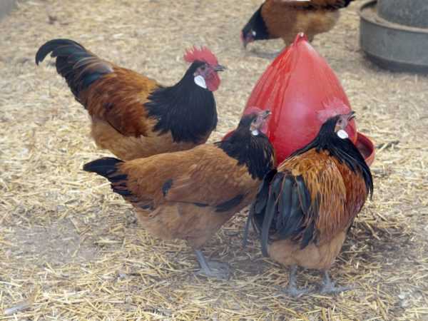 Forverk ras - kycklingar av ovanlig färg