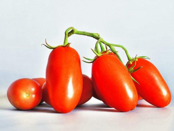 Popis a charakteristika odrůdy rajčat Sibiřská trojka