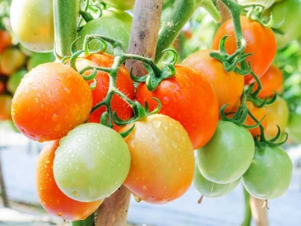 Varietas varietas tomat Siberia
