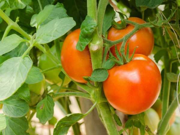 Несколько сортов томатов могут похвалиться высокой урожайностью