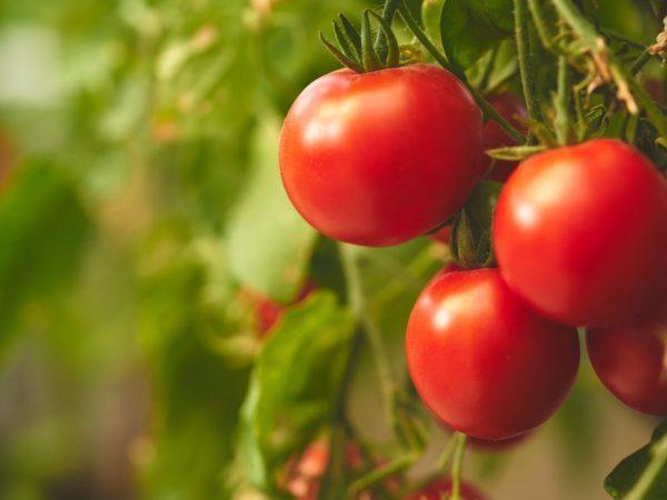Siperian varhain kypsyvän tomaatin kuvaus