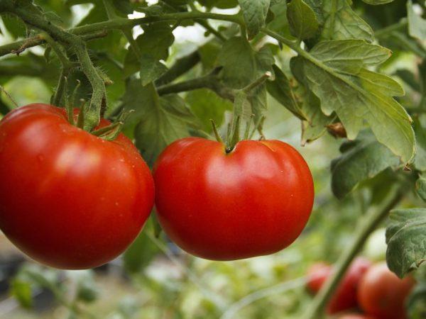 Descrierea miracolului siberian al tomatelor