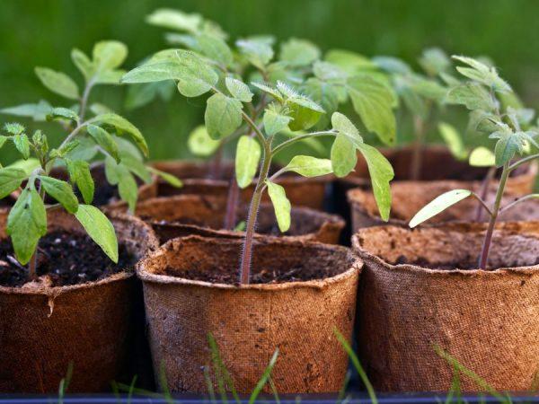 Sử dụng kính than bùn để trồng cây con