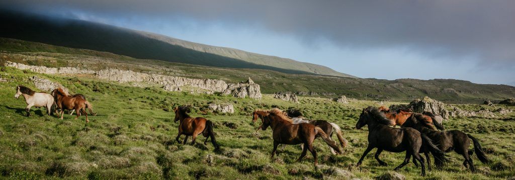 История происхождения лошади скалистых гор