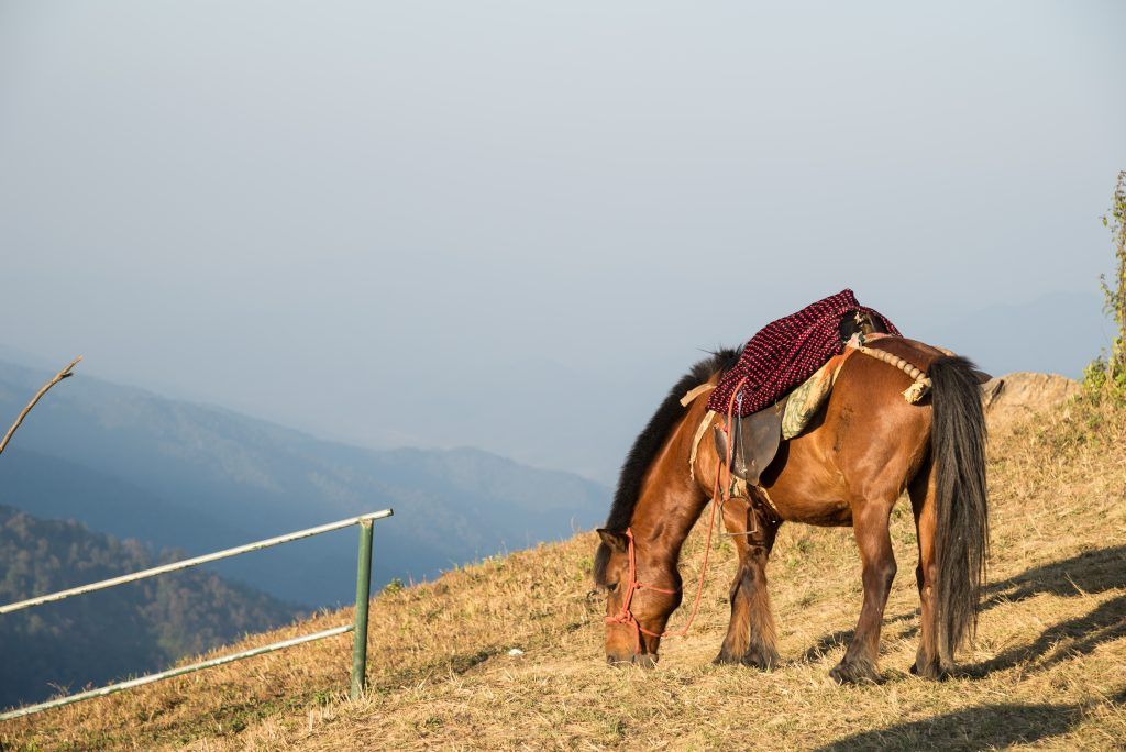 Лошадь скалистых гор ценится как средство передвижения