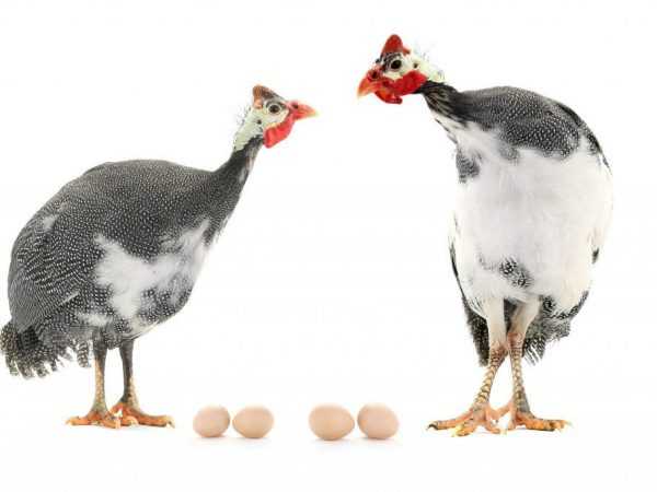 Hoeveel dagen broedt de parelhoen eieren uit?