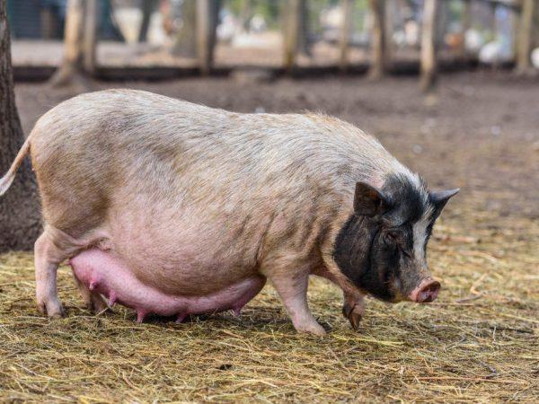 Hvor lenge går en gravid gris