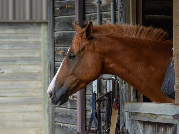 Домашние условия обитания благоприятно влияют на продолжительность жизни лошади