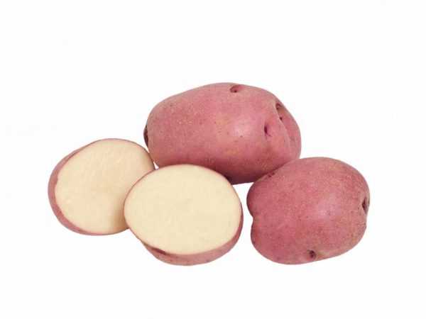 Характеристика картофеля Славянка
