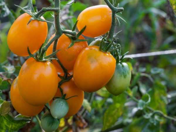 Varietas tomat Krim