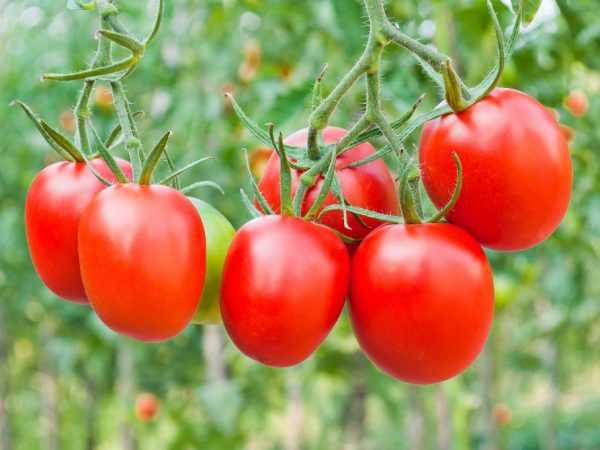 Плоды красного цвета подходят для приготовления кетчупов и соусов