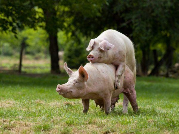 Perkawinan dan perburuan babi