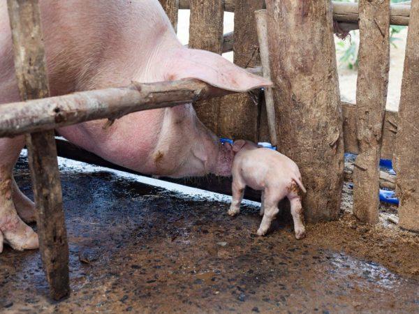 Bảo dưỡng và chăm sóc lợn
