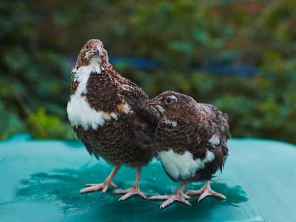 Tsayawa quails a cikin Apartment
