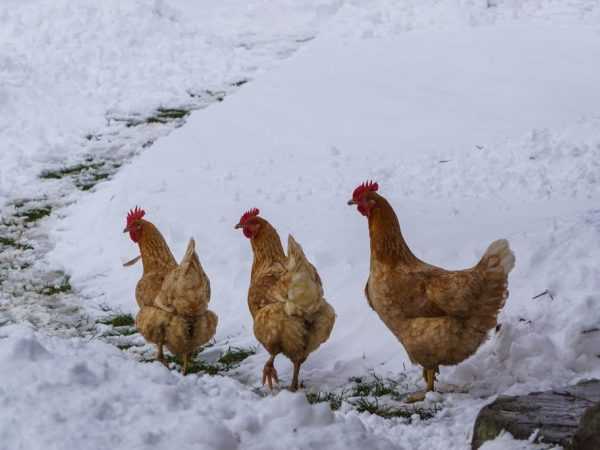 Păstrarea găinilor iarna