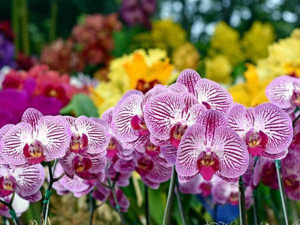 Pěstování Sogo orchidejí