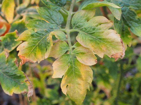Причины засыхания листьев на помидорах