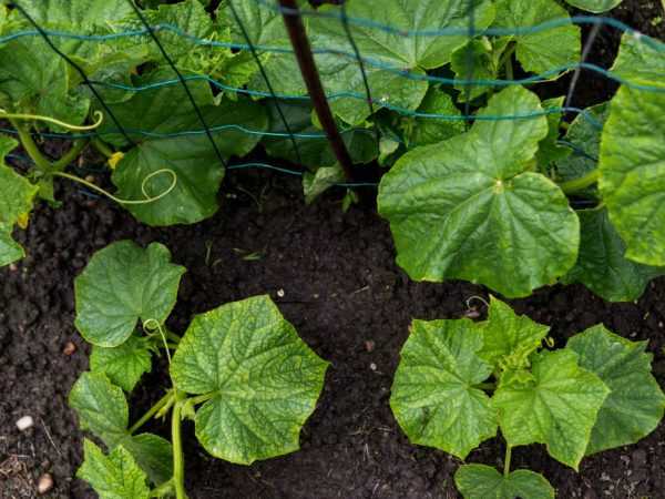 A talaj előkészítése uborka számára