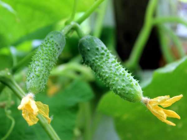 Halayen irin cucumbers Babushkina