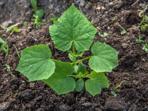 A jó növénygondozás hozzájárul az ízletes betakarításhoz