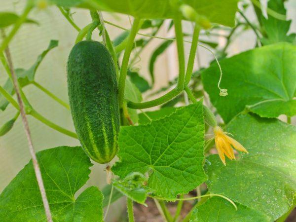 Popular irin cucumbers ga baranda