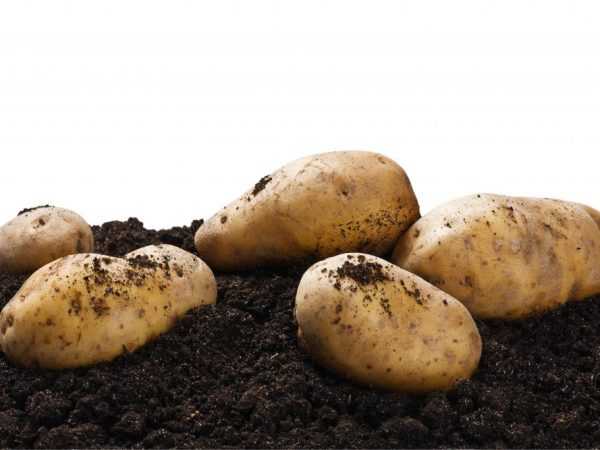 Beskrivning av potatissorter för Chernozem-regionen