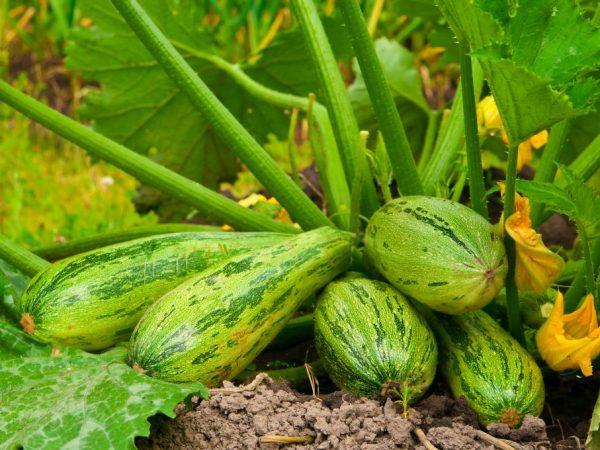 Gjennomgang av de beste variantene av zucchini for åpen mark