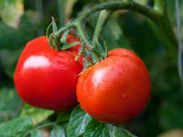 Parhaat tomaatit Moskovan alueelle