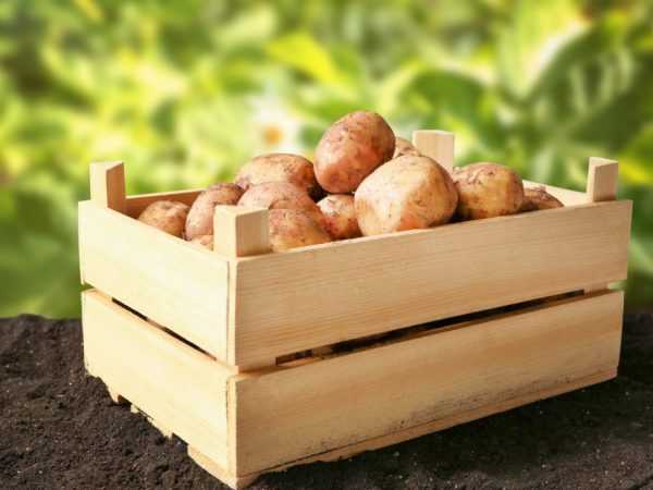 Varietas kentang terbaik untuk Siberia