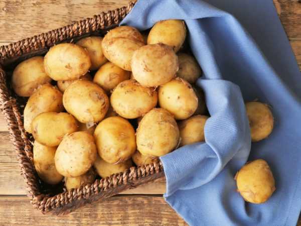 Výnosové odrůdy brambor pro střední Rusko