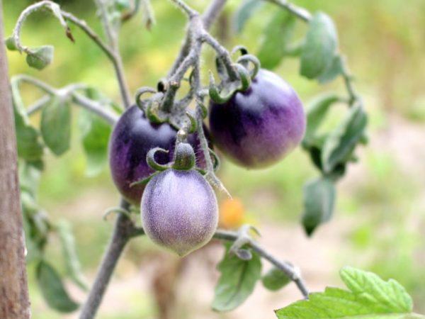 Tomater av lilla varianter er motstandsdyktige mot sent blight