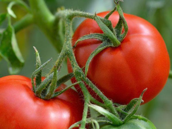 Phytophthora-resistente tomatenrassen