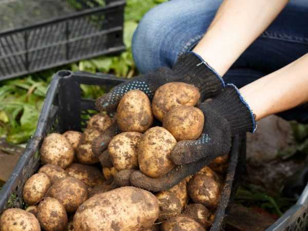 Приспособления для сортировки картофеля