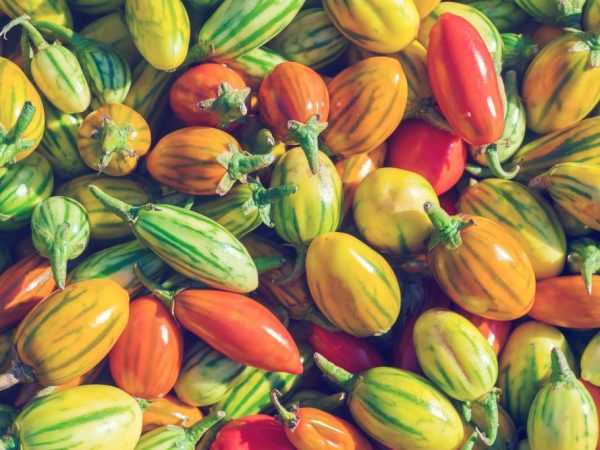 Egenskaper för Chudo-tomater
