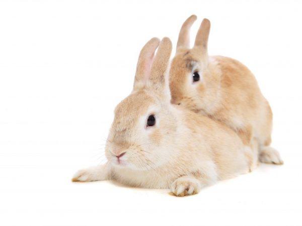 Половая зрелость у кроликов