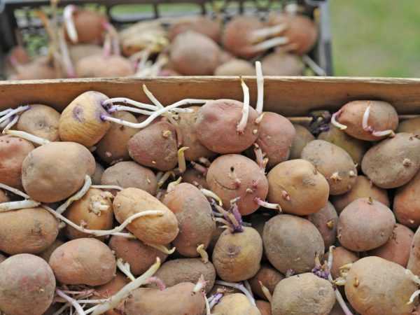 Wij poten aardappelen vanaf het einde van de lente