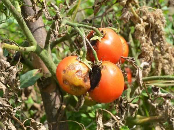 Vechten tegen de tomatenkolom