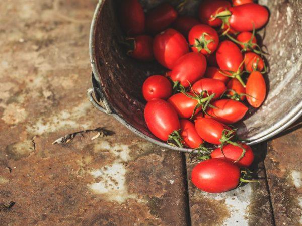 Beschrijving van tomaat Stolypin