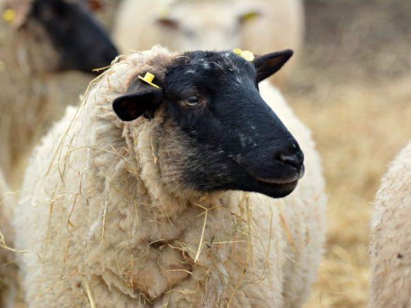 Egenskaper hos Suffolk-får