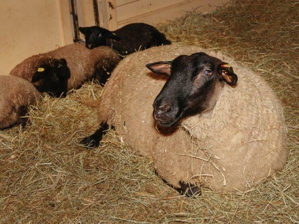Att föda upp Suffolk-får är en lönsam verksamhet
