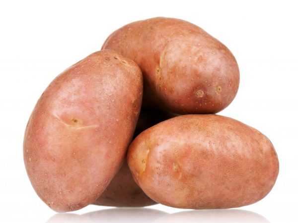 Beskrivelse av poteter Sonny