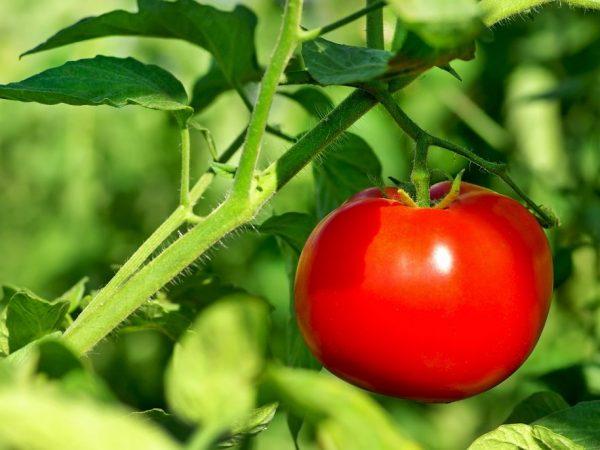Kjennetegn på Tarpan-tomater