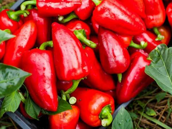 Charakteristika odrůdy dočasné papriky