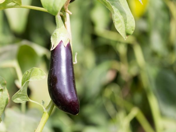 Eggplant girma zafin jiki